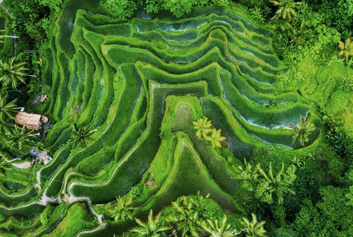 Aerial view of Ubud rice terraces and tropical forest - villa area in Bali