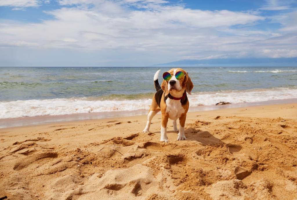 bali-home-immo-vet-clinics-in-north-kuta