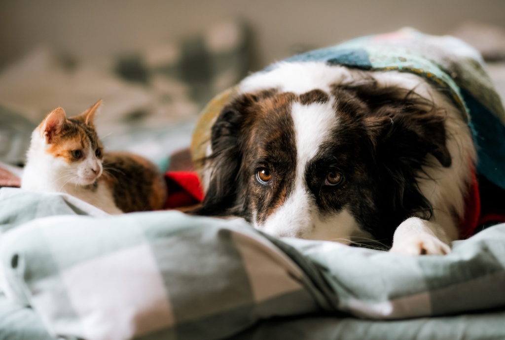 bali-home-immo-vet-clinics-in-south-kuta-bukit-area