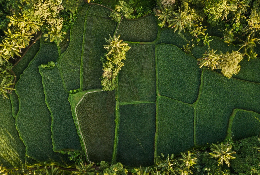 bali-home-immo-investing-in-ubud-a-comprehensive-2026-market-analysis