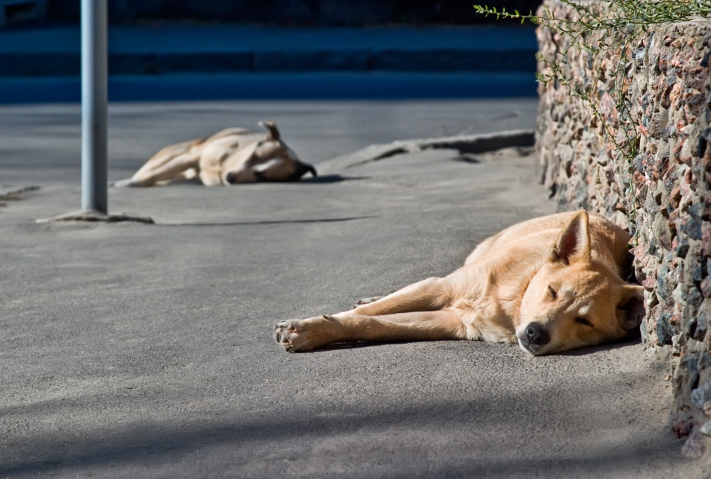 Rabies Emergency Protocols in Bali - Bali real estate insights