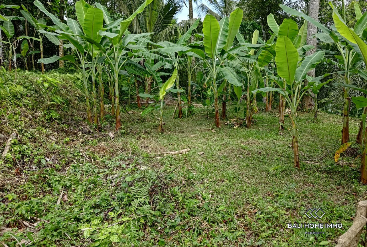 3400 m² LAND WITH UNOBSTRUCTED JUNGLE AND VALLEY VIEW FOR SALE IN PAYANGAN view 4