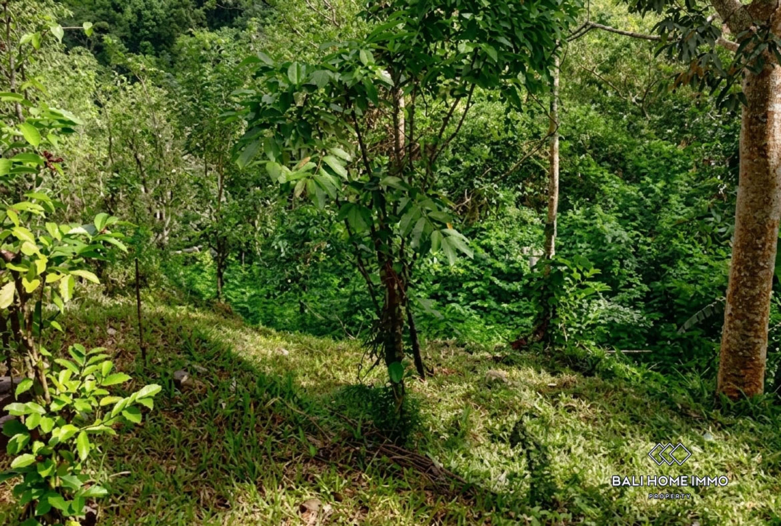 3400 m² LAND WITH UNOBSTRUCTED JUNGLE AND VALLEY VIEW FOR SALE IN PAYANGAN view 6