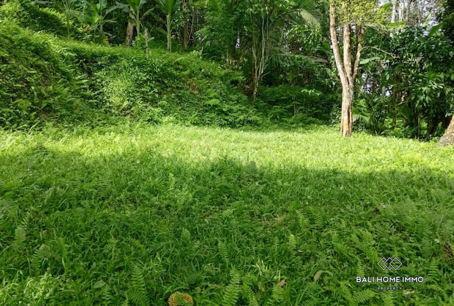 3400 m² LAND WITH UNOBSTRUCTED JUNGLE AND VALLEY VIEW FOR SALE IN PAYANGAN view 5