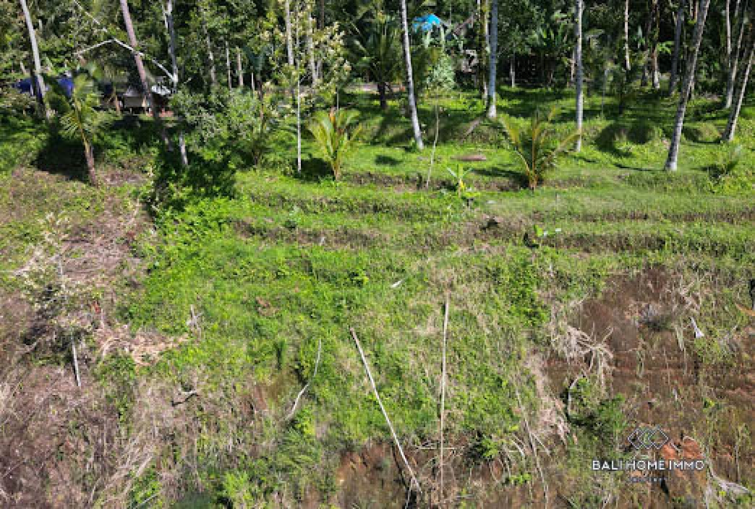 50 are land with jungle and Agung mountain view for sale in Karangasem view 5