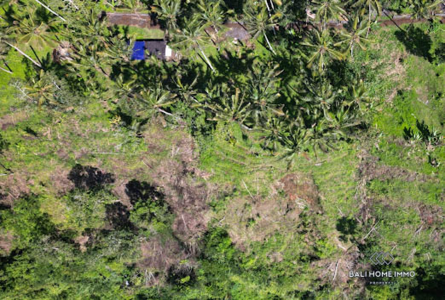 50 are land with jungle and Agung mountain view for sale in Karangasem view 6