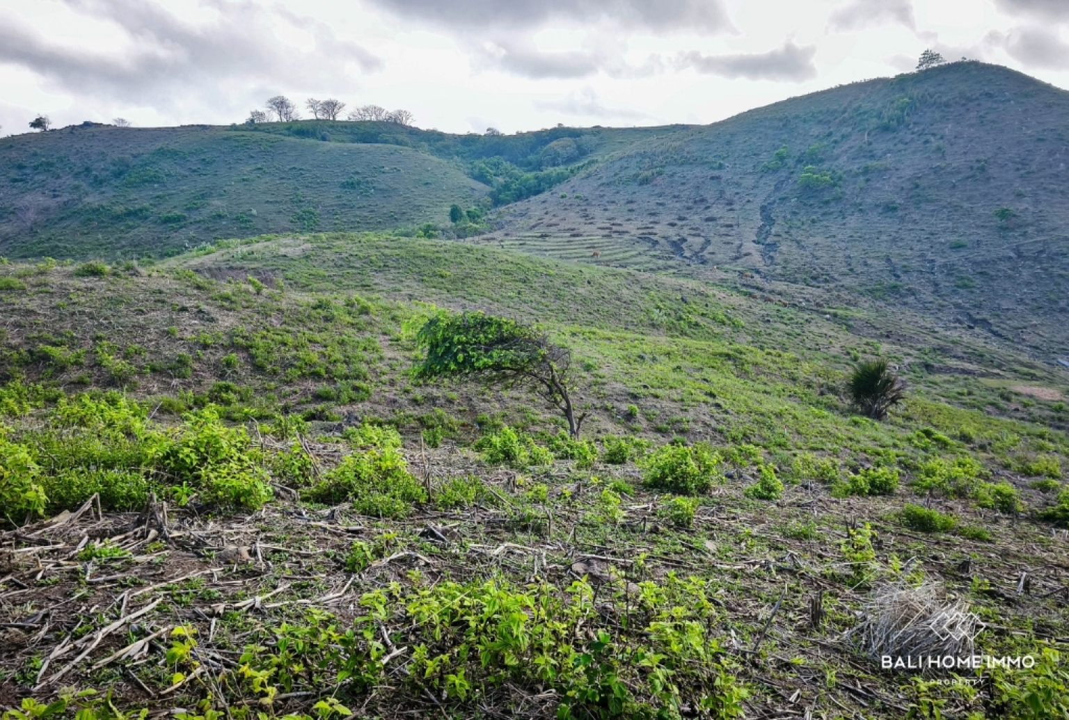 EXPANSIVE LAND FOR SALE IN LOMBOK view 2
