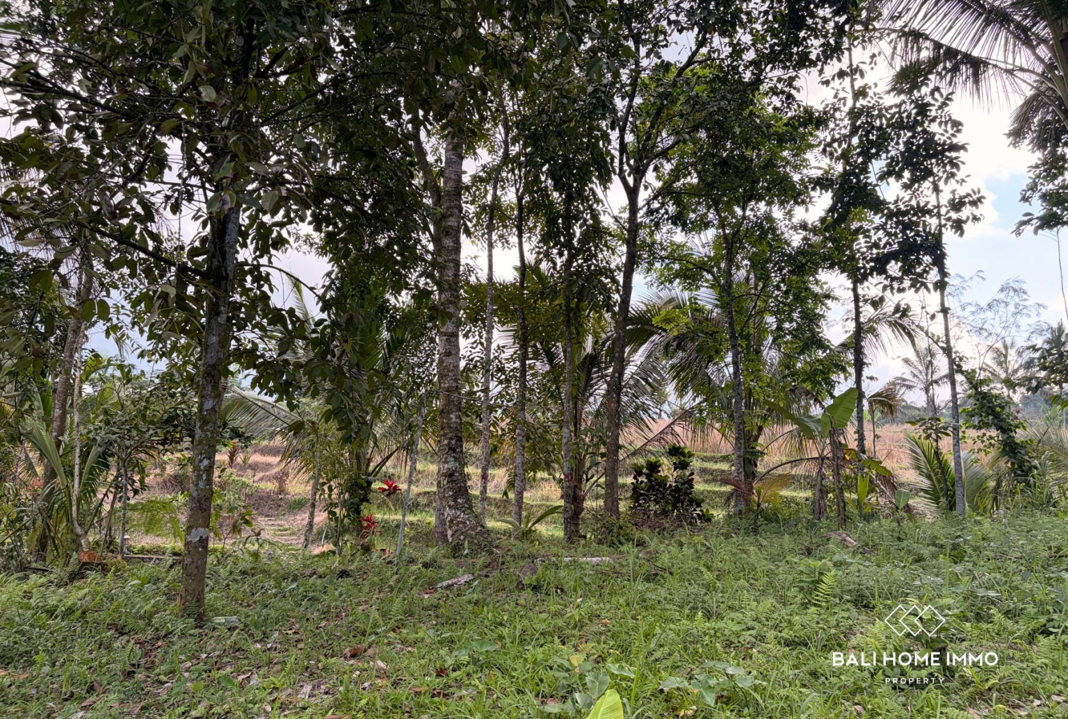 Ready to build 2800 m² land FOR LEASEHOLD SALE in JATILUWIH TABANAN BALI view 2
