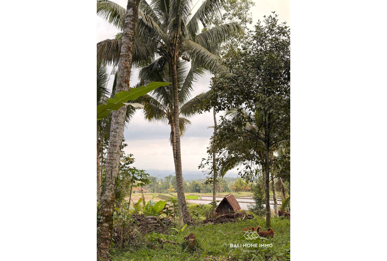 Ready to build 2800 m² land FOR LEASEHOLD SALE in JATILUWIH TABANAN BALI view 9
