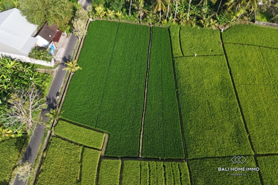 Image 3 from Dijual tanah dengan pemandangan sawah seluas 16,5 are di Kaba Kaba