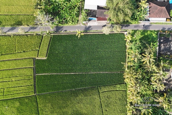 Image 4 from Dijual tanah dengan pemandangan sawah seluas 16,5 are di Kaba Kaba