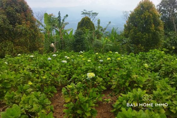Image 6 from 27 are land with mountain view for sale in Munduk Bali