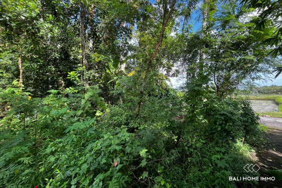 Image 4 from 3.5 are land with ricefield view for sale in kedungu