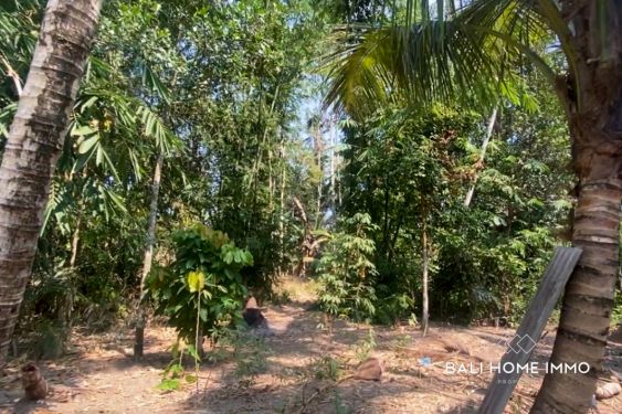 Image 3 from 60 Are Land for Sale Leasehold in Ubud Bali