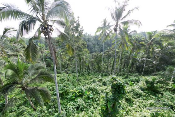 Image 8 from 53.30 Are Tanah Dijual Hak Sewa di Bali Ubud