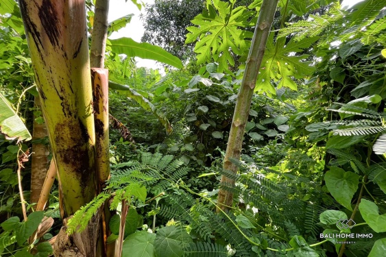 Image 3 from Tanah seluas 8,65 are berpemandangan sungai dijual dengan status hak milik di Umalas.