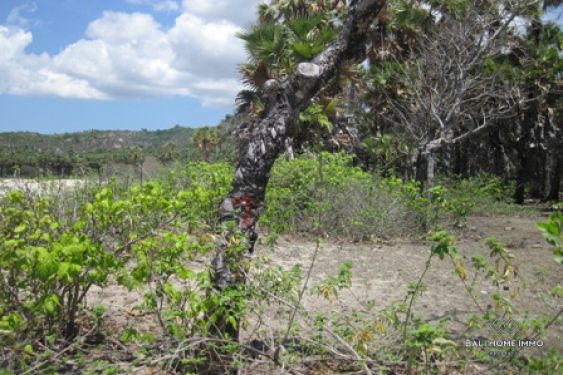 Image 5 from Dijual Tanah Pinggir Pantai Hak Milik di Pulau Rote