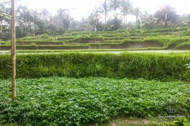 Image 1 from Land for sale freehold in Ubud