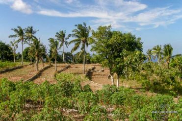 Image 2 from Land For Sale Freehold in Nusa Penida Island