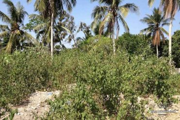 Image 3 from Land for sale freehold in Nyanyi