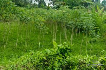 Image 1 from Land For Sale Freehold in Ubud