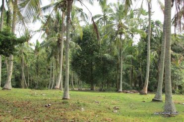 Image 1 from Land for sale freehold in Bali West Coast - Soka Beach