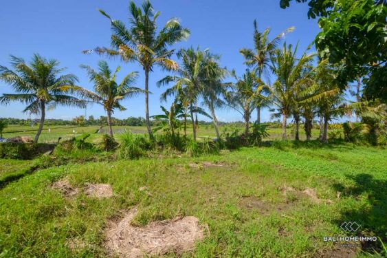 Image 2 from Ricefield View Land for Sale Leasehold in Bali Kedungu