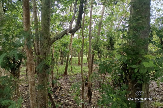 Image 2 from Terrain mixte à vendre en bail emphytéotique à Nunggalan