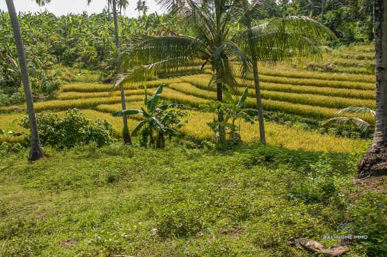 Image 3 from Near Beach Rice Field View Land for Sale Freehold in Bali West Coast Balian Beach