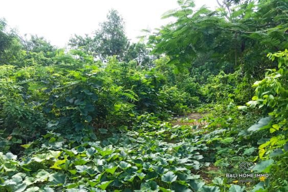 Image 2 from Peaceful Land for Sale Leasehold - Walking Distance to the Oceanfront Cliff  in Uluwatu