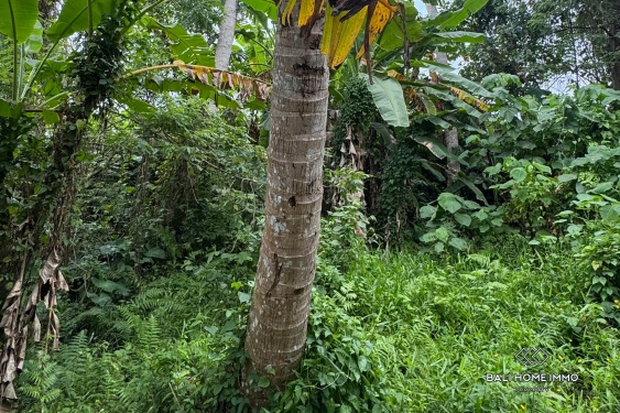 Image 6 from Potential Pink Zone Land for Sale in Ubud