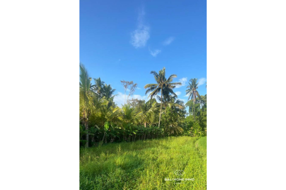 Image 3 from Vue sur la rizière 17,5 ares de terrain à vendre à Pejeng Gianyar