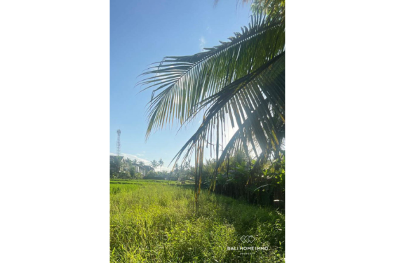 Image 4 from Vue sur la rizière 17,5 ares de terrain à vendre à Pejeng Gianyar