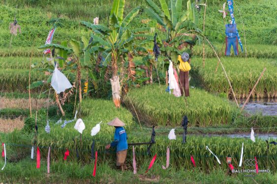 Image 17 from Vila 3 Kamar dengan pemandangan sawah  disewakan di Pererenan Bali