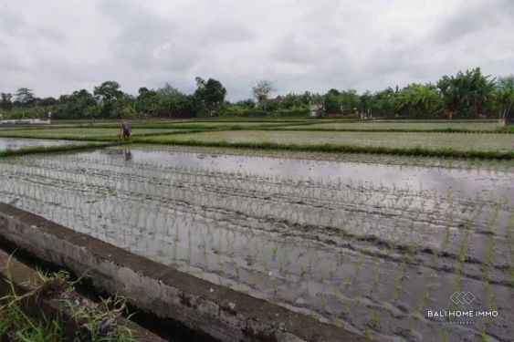 Image 3 from Terrain avec vue sur Ricefield à vendre à bail à Bali Seminyak