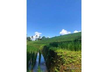 Image 5 from Ricefield View Land For Sale Leasehold in Tabanan