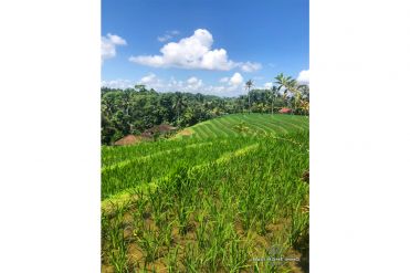 Image 3 from Ricefield View Land For Sale Leasehold in Tabanan